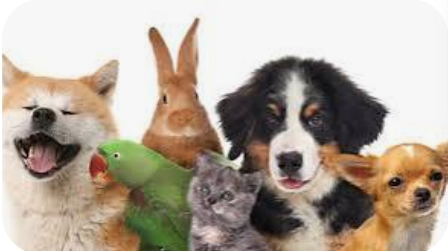 Pet Accessories