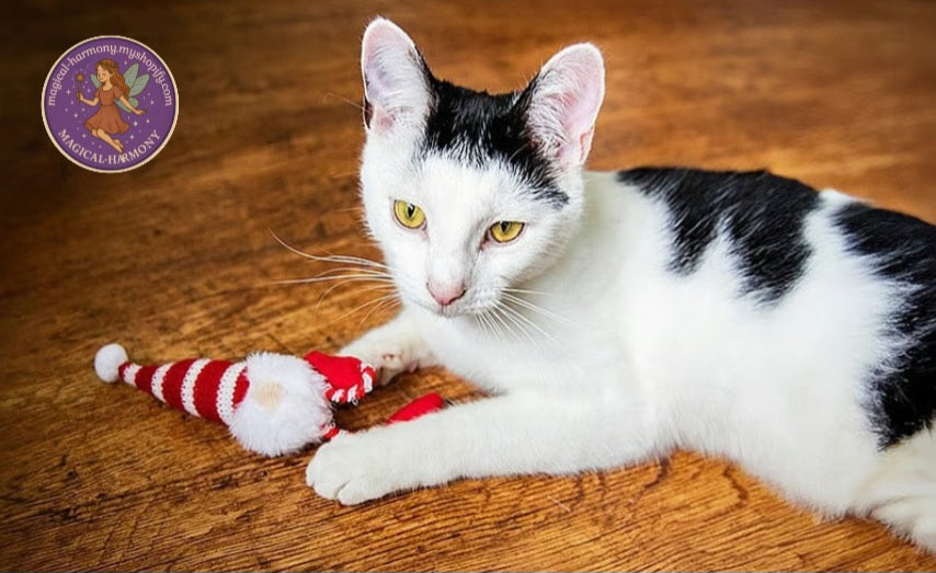 Cat Toys